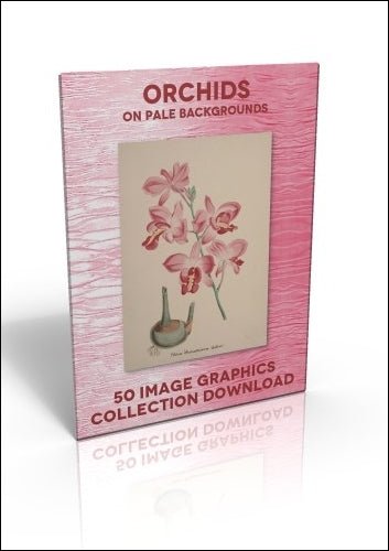 Download - 50 Image Graphics Collection - Orchids (on pale backgrounds) - Printable Heaven