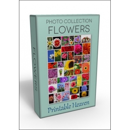DVD - 500 Flowers Photo Collection