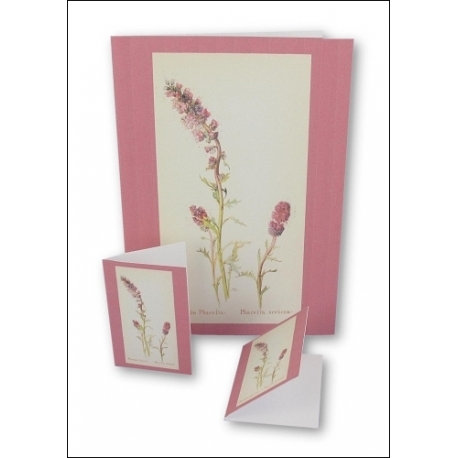 Download - Set - Wild Flowers Notecards 2