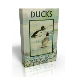 Public Domain Image DVD - Ducks