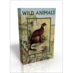 Public Domain Image DVD - Wild Animals