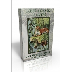 Public Domain Image DVD - The Wildlife of Louis Agassiz Fuertes