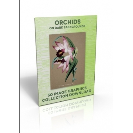 Download - 50 Image Graphics Collection - Orchids (on dark