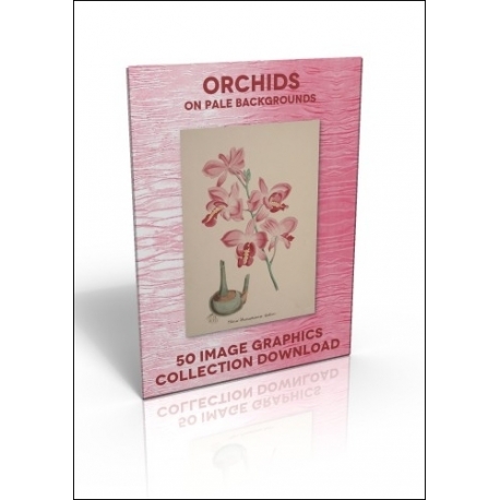 Download - 50 Image Graphics Collection - Orchids (on pale