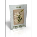 Download - 50 Image Graphics Collection - Lilies