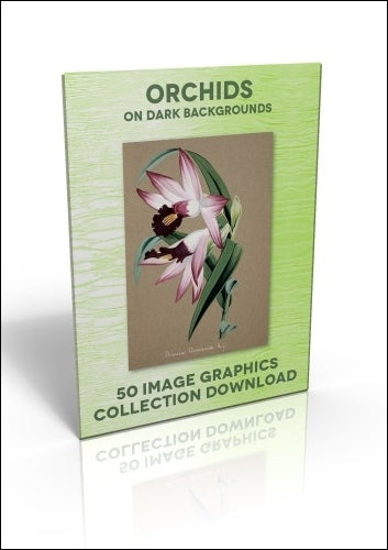 Download - 50 Image Graphics Collection - Orchids (on dark backgrounds)