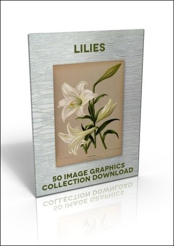 Download - 50 Image Graphics Collection - Lilies - Printable Heaven