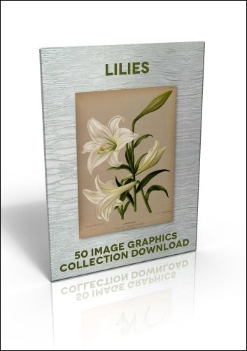 Download - 50 Image Graphics Collection - Lilies