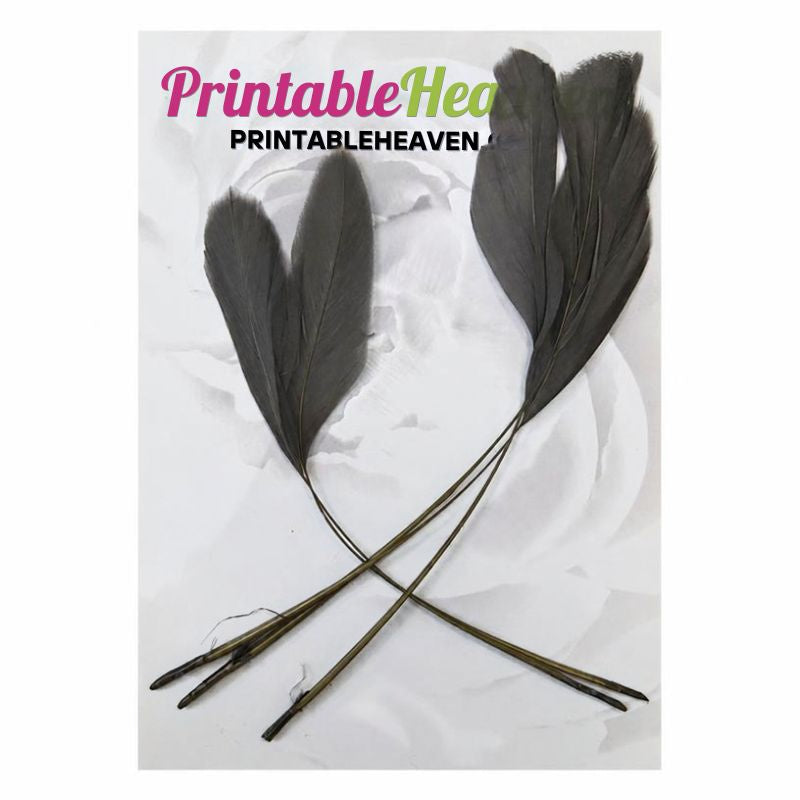 Four long, grey Stripped Coque Feathers in Grey crossed over one another.