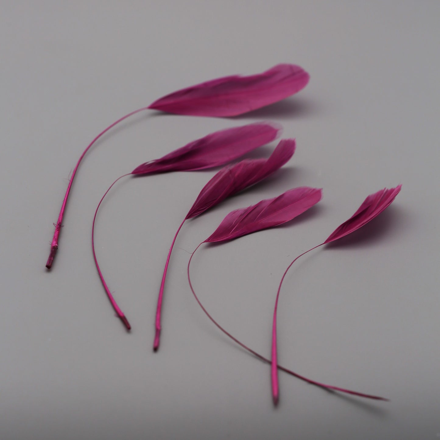 Plum Stripped Coque Feathers (5pcs)