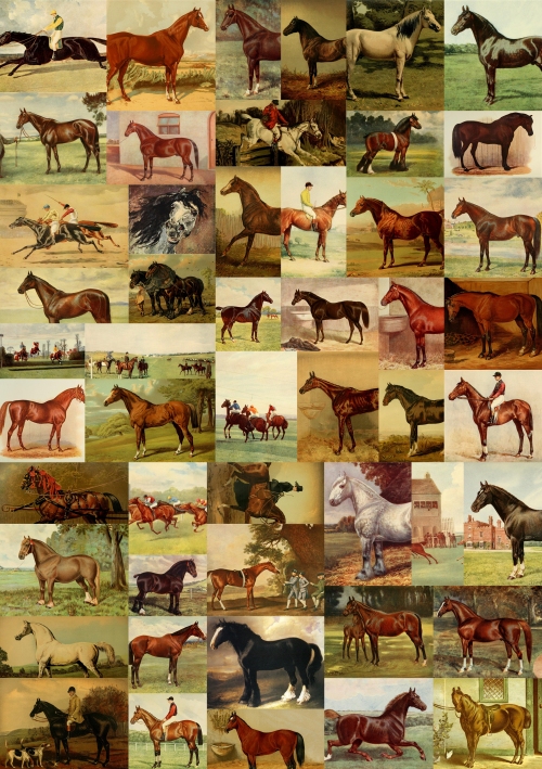 51ff7e241ad73horses-for-courses-collage.jpg
