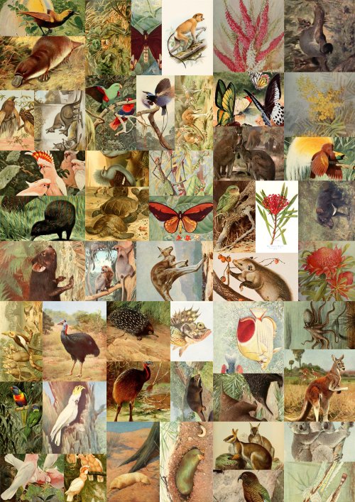 5203eefa2edfcaustralian-wildlife-collage.jpg