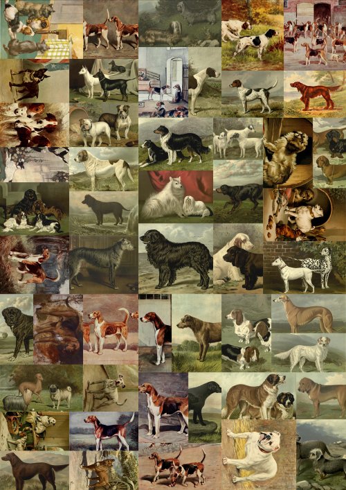 5204131480d44dogs-collage.jpg