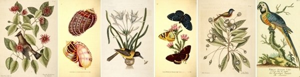 Antique Natural History prints