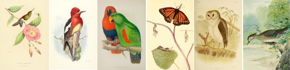 Birds & Butterflies collection